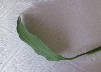 Обработка листьев без молдов Кленовые листья из фоамирана своими руками