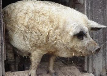 Характеристика и описание свиньи мангал Свиньи породы мангал описание