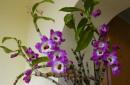 Орхидея дендробиум нобиле, уход в домашних условиях